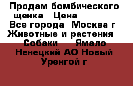 Продам бомбического щенка › Цена ­ 30 000 - Все города, Москва г. Животные и растения » Собаки   . Ямало-Ненецкий АО,Новый Уренгой г.